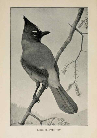 Reproducción/Reproduction 8455239425: Handbook of birds of the western United States,. BostonHoughton, Mifflin and company,1902.