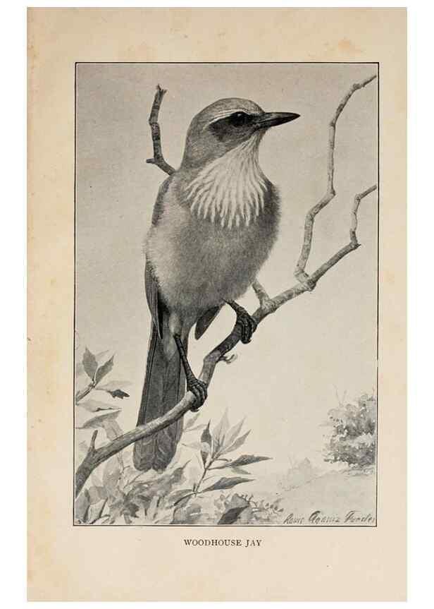 Reproducción/Reproduction 8456336992: Handbook of birds of the western United States,. BostonHoughton, Mifflin and company,1902.