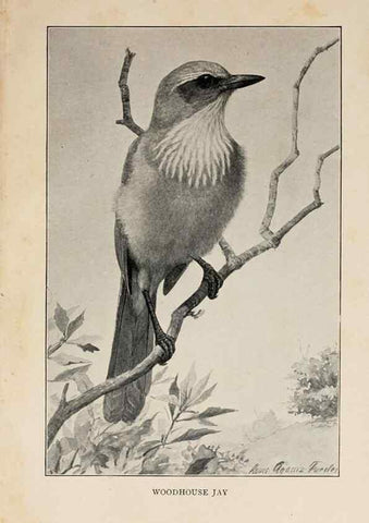 Reproducción/Reproduction 8456336992: Handbook of birds of the western United States,. BostonHoughton, Mifflin and company,1902.