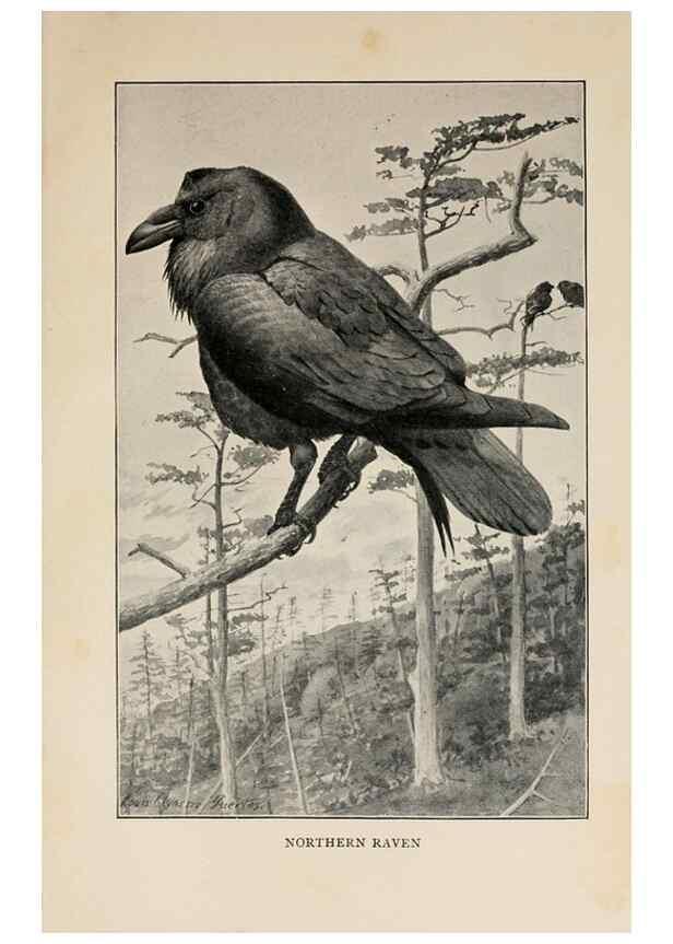 Reproducción/Reproduction 8456337648: Handbook of birds of the western United States,. BostonHoughton, Mifflin and company,1902.