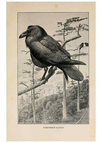 Reproducción/Reproduction 8456337648: Handbook of birds of the western United States,. BostonHoughton, Mifflin and company,1902.