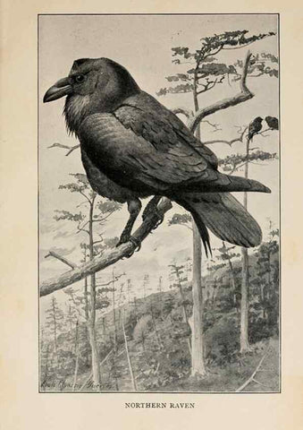 Reproducción/Reproduction 8456337648: Handbook of birds of the western United States,. BostonHoughton, Mifflin and company,1902.