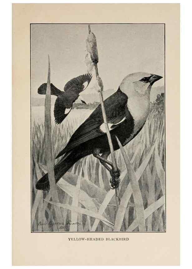 Reproducción/Reproduction 8455241313: Handbook of birds of the western United States,. BostonHoughton, Mifflin and company,1902.