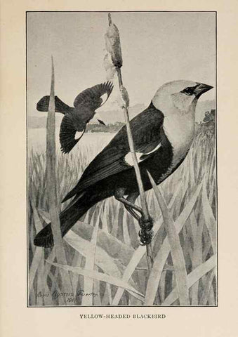 Reproducción/Reproduction 8455241313: Handbook of birds of the western United States,. BostonHoughton, Mifflin and company,1902.