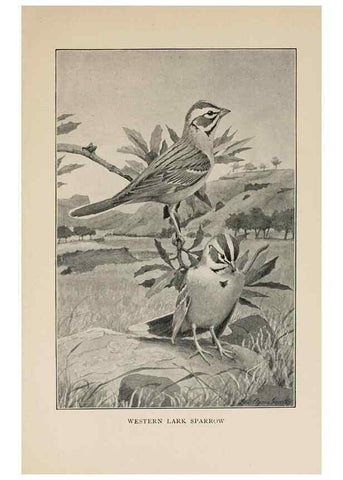 Reproducción/Reproduction 8455241919: Handbook of birds of the western United States,. BostonHoughton, Mifflin and company,1902.