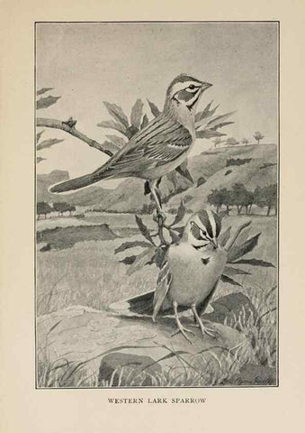 Reproducción/Reproduction 8455241919: Handbook of birds of the western United States,. BostonHoughton, Mifflin and company,1902.