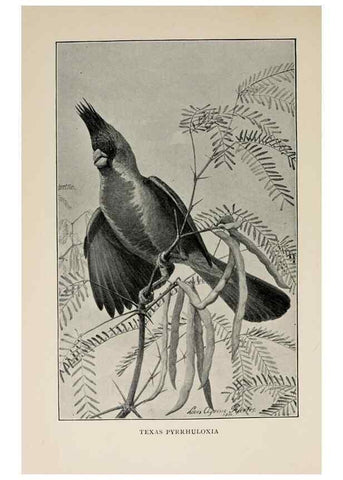 Reproducción/Reproduction 8456339618: Handbook of birds of the western United States,. BostonHoughton, Mifflin and company,1902.
