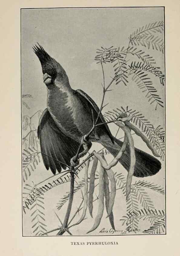 Reproducción/Reproduction 8456339618: Handbook of birds of the western United States,. BostonHoughton, Mifflin and company,1902.