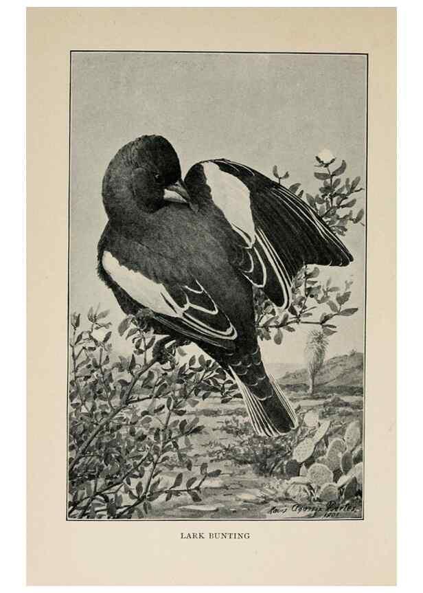 Reproducción/Reproduction 8455243359: Handbook of birds of the western United States,. BostonHoughton, Mifflin and company,1902.
