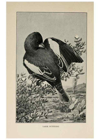 Reproducción/Reproduction 8455243359: Handbook of birds of the western United States,. BostonHoughton, Mifflin and company,1902.