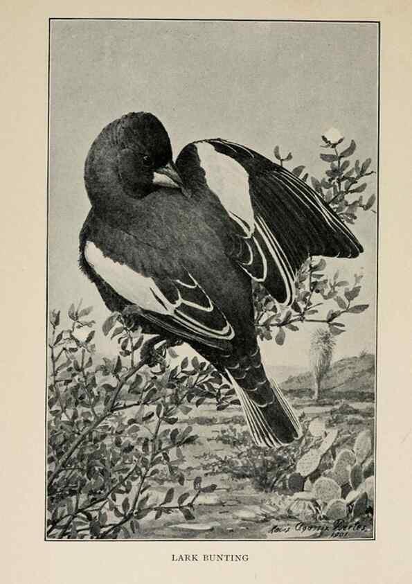 Reproducción/Reproduction 8455243359: Handbook of birds of the western United States,. BostonHoughton, Mifflin and company,1902.