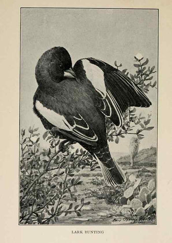 Reproducción/Reproduction 8455243359: Handbook of birds of the western United States,. BostonHoughton, Mifflin and company,1902.