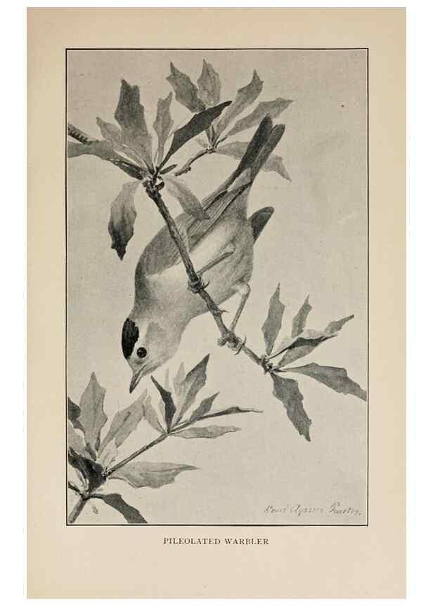Reproducción/Reproduction 8455243809: Handbook of birds of the western United States,. BostonHoughton, Mifflin and company,1902.