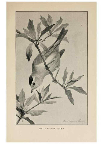 Reproducción/Reproduction 8455243809: Handbook of birds of the western United States,. BostonHoughton, Mifflin and company,1902.