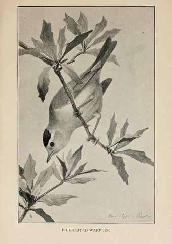 Reproducción/Reproduction 8455243809: Handbook of birds of the western United States,. BostonHoughton, Mifflin and company,1902.