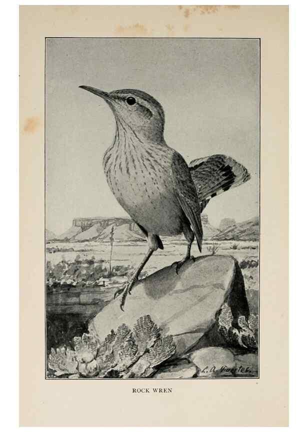 Reproducción/Reproduction 8455244495: Handbook of birds of the western United States,. BostonHoughton, Mifflin and company,1902.
