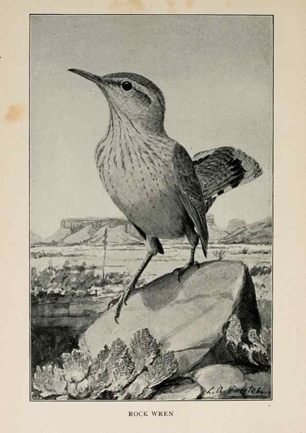 Reproducción/Reproduction 8455244495: Handbook of birds of the western United States,. BostonHoughton, Mifflin and company,1902.