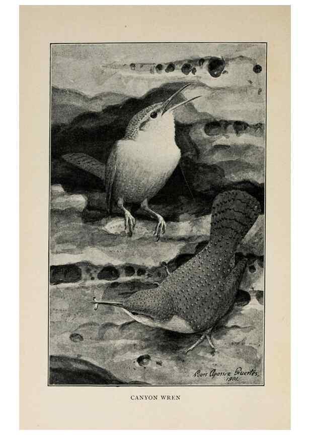 Reproducción/Reproduction 8455245091: Handbook of birds of the western United States,. BostonHoughton, Mifflin and company,1902.