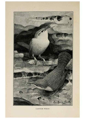 Reproducción/Reproduction 8455245091: Handbook of birds of the western United States,. BostonHoughton, Mifflin and company,1902.