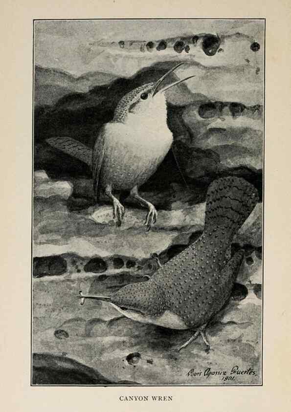 Reproducción/Reproduction 8455245091: Handbook of birds of the western United States,. BostonHoughton, Mifflin and company,1902.