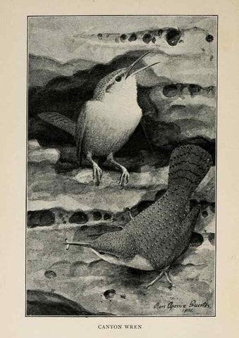 Reproducción/Reproduction 8455245091: Handbook of birds of the western United States,. BostonHoughton, Mifflin and company,1902.