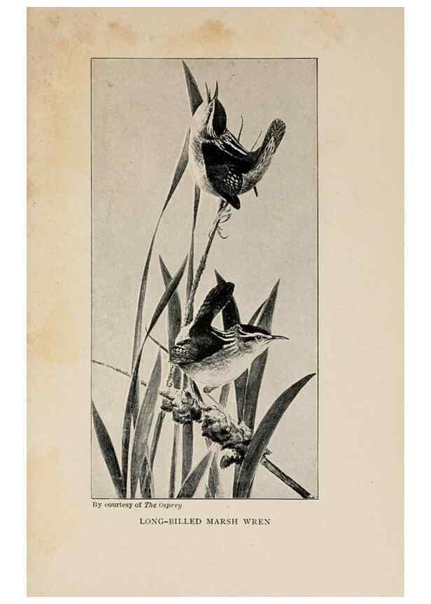 Reproducción/Reproduction 8455245615: Handbook of birds of the western United States,. BostonHoughton, Mifflin and company,1902.