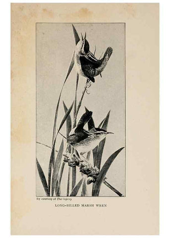 Reproducción/Reproduction 8455245615: Handbook of birds of the western United States,. BostonHoughton, Mifflin and company,1902.