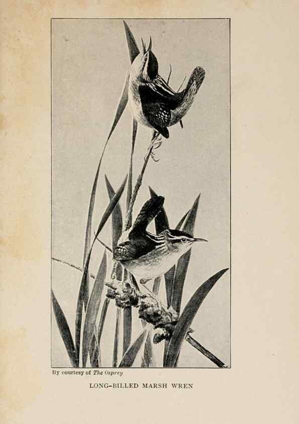 Reproducción/Reproduction 8455245615: Handbook of birds of the western United States,. BostonHoughton, Mifflin and company,1902.