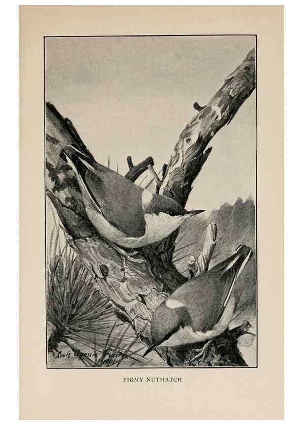 Reproducción/Reproduction 8456343532: Handbook of birds of the western United States,. BostonHoughton, Mifflin and company,1902.