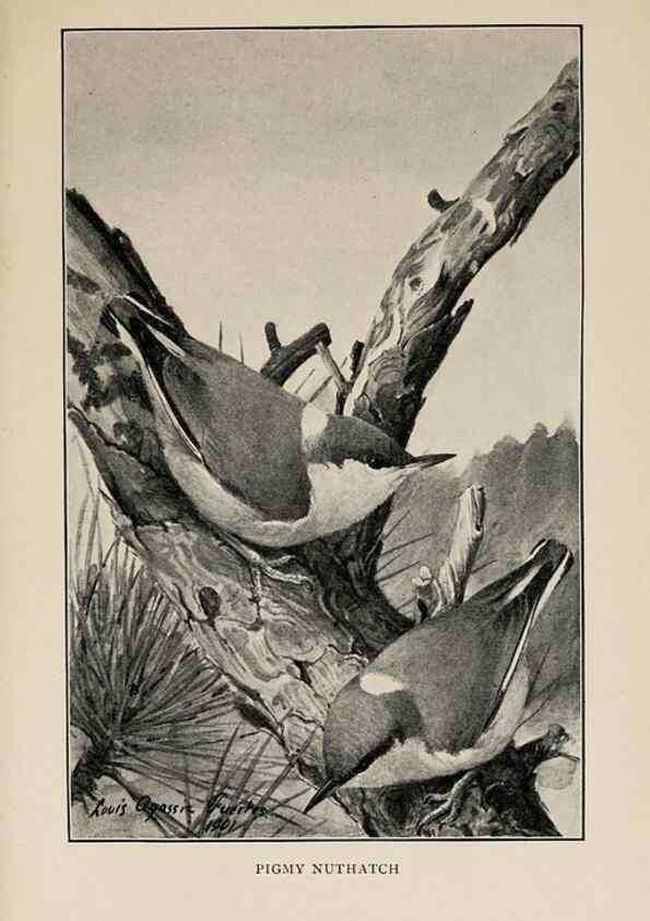 Reproducción/Reproduction 8456343532: Handbook of birds of the western United States,. BostonHoughton, Mifflin and company,1902.