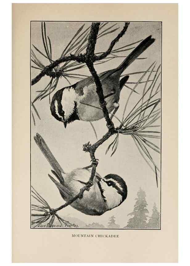 Reproducción/Reproduction 8456344204: Handbook of birds of the western United States,. BostonHoughton, Mifflin and company,1902.