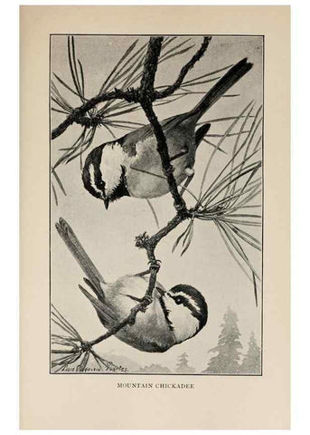 Reproducción/Reproduction 8456344204: Handbook of birds of the western United States,. BostonHoughton, Mifflin and company,1902.