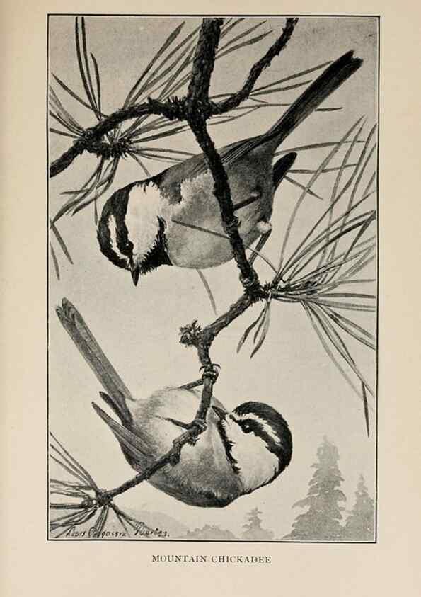 Reproducción/Reproduction 8456344204: Handbook of birds of the western United States,. BostonHoughton, Mifflin and company,1902.