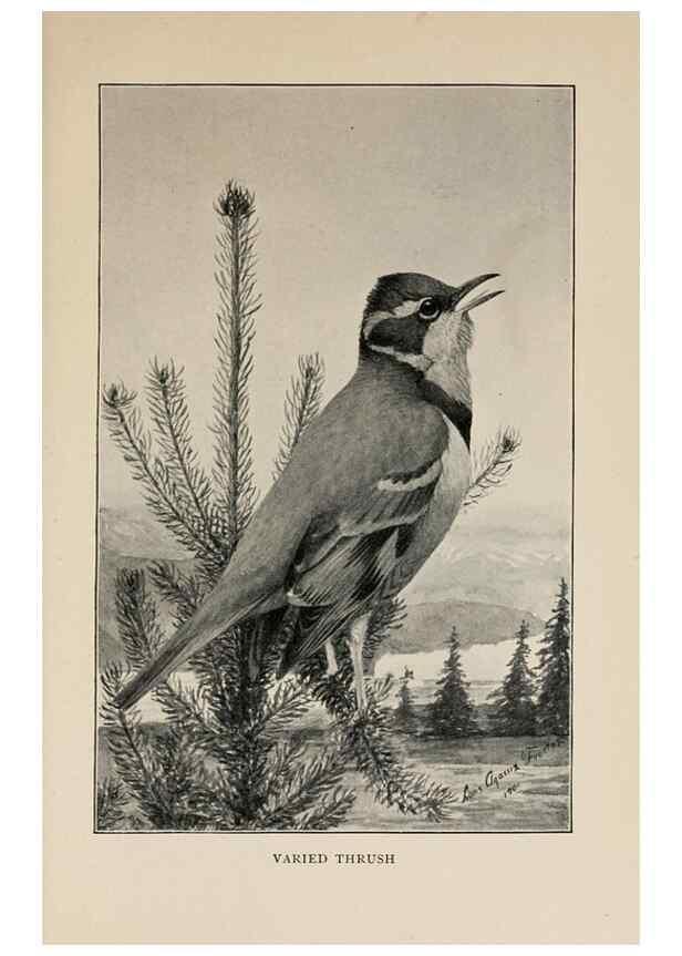 Reproducción/Reproduction 8455247991: Handbook of birds of the western United States,. BostonHoughton, Mifflin and company,1902.