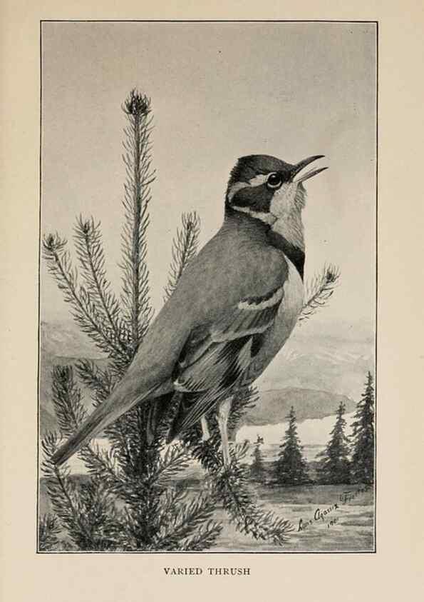 Reproducción/Reproduction 8455247991: Handbook of birds of the western United States,. BostonHoughton, Mifflin and company,1902.