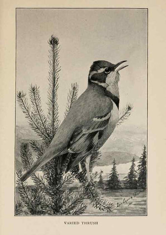 Reproducción/Reproduction 8455247991: Handbook of birds of the western United States,. BostonHoughton, Mifflin and company,1902.