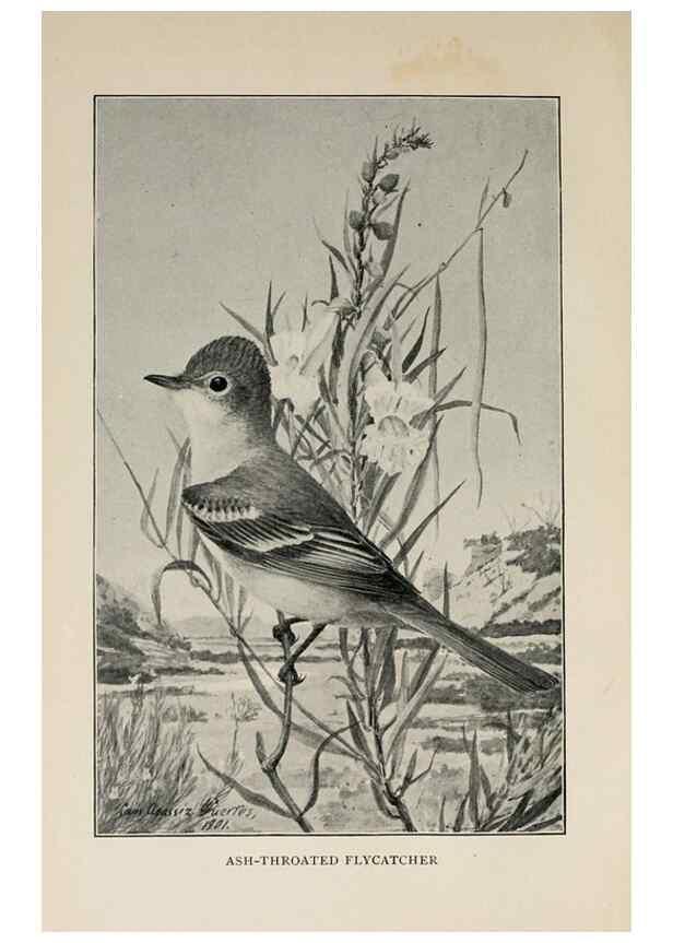 Reproducción/Reproduction 8456334616: Handbook of birds of the western United States,. BostonHoughton, Mifflin and company,1902.