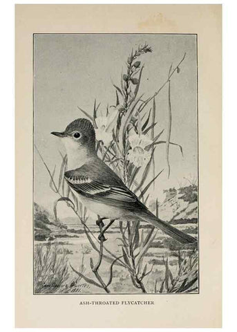 Reproducción/Reproduction 8456334616: Handbook of birds of the western United States,. BostonHoughton, Mifflin and company,1902.