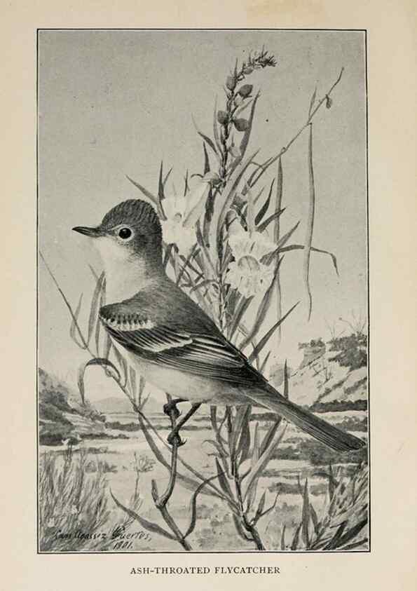 Reproducción/Reproduction 8456334616: Handbook of birds of the western United States,. BostonHoughton, Mifflin and company,1902.
