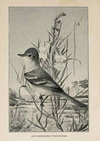 Reproducción/Reproduction 8456334616: Handbook of birds of the western United States,. BostonHoughton, Mifflin and company,1902.