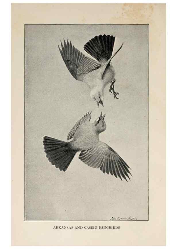Reproducción/Reproduction 8455237017: Handbook of birds of the western United States,. BostonHoughton, Mifflin and company,1902.