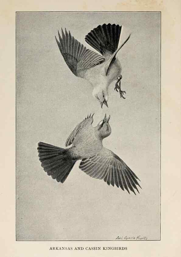 Reproducción/Reproduction 8455237017: Handbook of birds of the western United States,. BostonHoughton, Mifflin and company,1902.