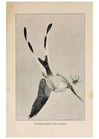 Reproducción/Reproduction 8456333462: Handbook of birds of the western United States,. BostonHoughton, Mifflin and company,1902.