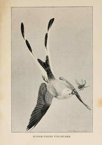 Reproducción/Reproduction 8456333462: Handbook of birds of the western United States,. BostonHoughton, Mifflin and company,1902.