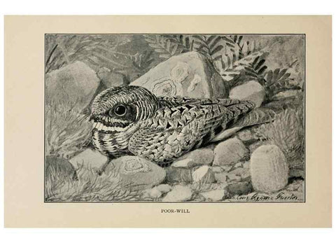 Reproducción/Reproduction 8456332838: Handbook of birds of the western United States,. BostonHoughton, Mifflin and company,1902.