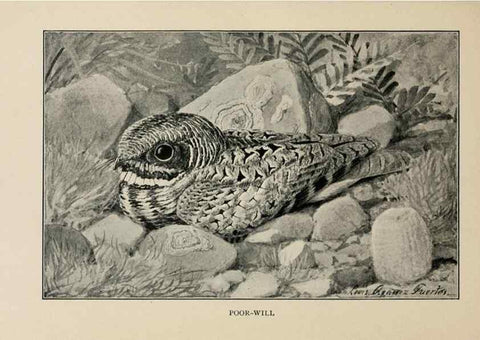 Reproducción/Reproduction 8456332838: Handbook of birds of the western United States,. BostonHoughton, Mifflin and company,1902.