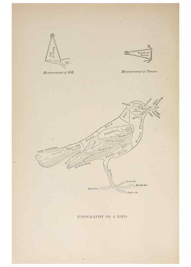Reproducción/Reproduction 8456323178: Handbook of birds of the western United States,. BostonHoughton, Mifflin and company,1902.