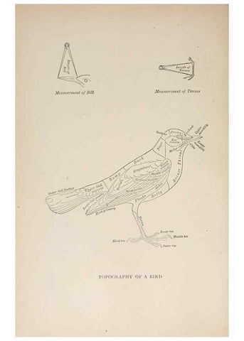 Reproducción/Reproduction 8456323178: Handbook of birds of the western United States,. BostonHoughton, Mifflin and company,1902.