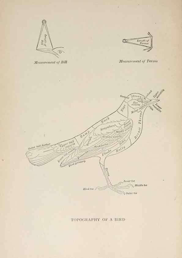 Reproducción/Reproduction 8456323178: Handbook of birds of the western United States,. BostonHoughton, Mifflin and company,1902.