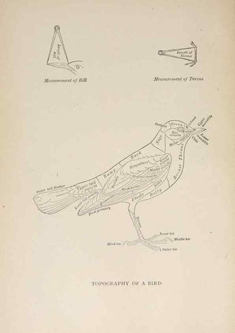 Reproducción/Reproduction 8456323178: Handbook of birds of the western United States,. BostonHoughton, Mifflin and company,1902.